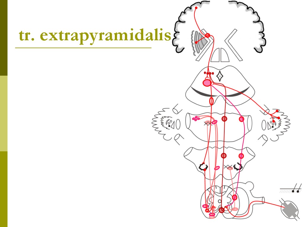 tr. extrapyramidalis